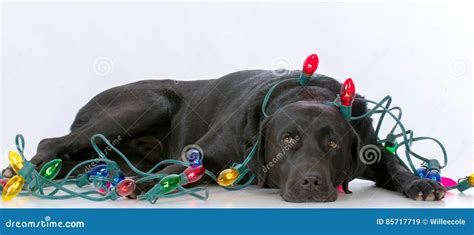 Dog with christmas lights stock image. Image of christmas - 85717719