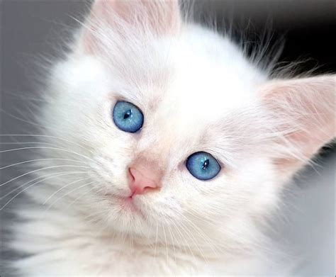 I want this kitten! | White cats, Cute cats, Beautiful cats