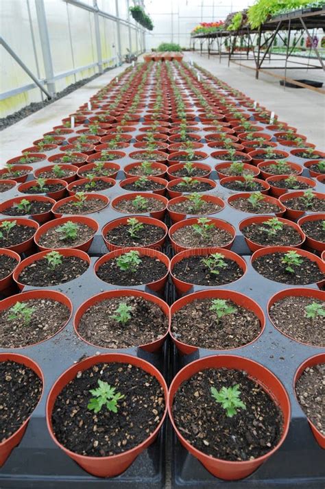 Plants Inside Greenhouse Nursery Stock Image - Image of cultivate, growth: 15548297