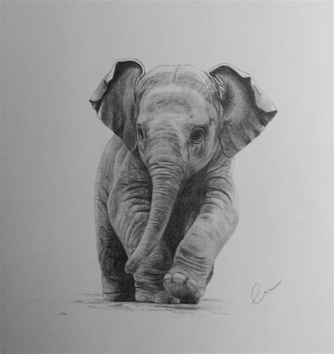 Elephant Drawings - 19+ Free & Premium Download