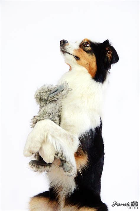 DOG TRAINING: HOW TO TEACH A DOG TO HUG - PAWSH MAGAZINE | A New Breed of Dog Magazine