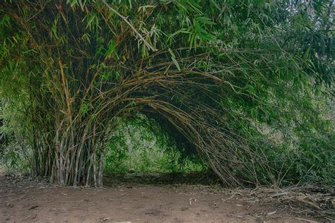 Non-Invasive Bamboo - What Bamboo Does Not Spread?