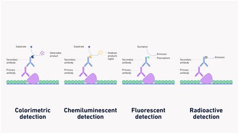 Western Blot Procedures, Analysis and Purpose | Technology Networks