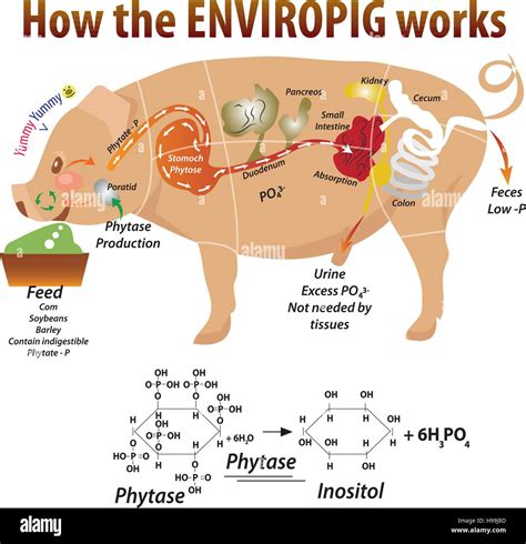 Vector illustration of pig anatomy Stock Vector Image & Art - Alamy