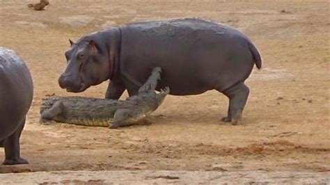 King Hippo Vs King Crocodile – NEWSPAPERS