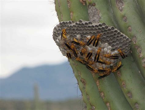 The Saguaro Cactus And Its Greedy Guests ~ Kuriositas