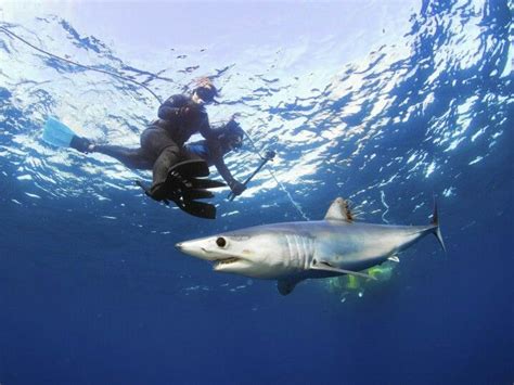 la jolla cove snorkeling sharks - Larue Leblanc