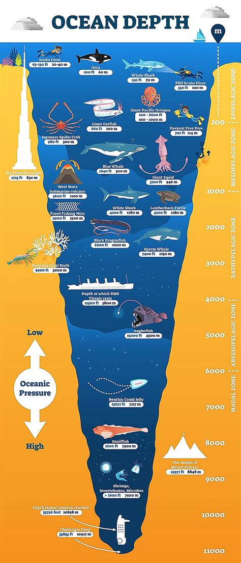 Layers Of Ocean Floor | Viewfloor.co