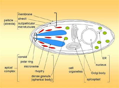 Protozoa Cell Structure