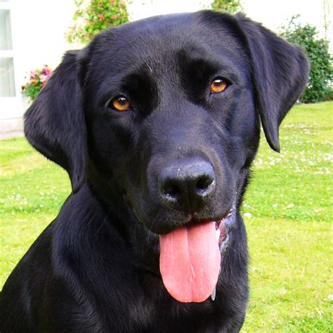 Labrador Retriever Images & Pictures - Becuo