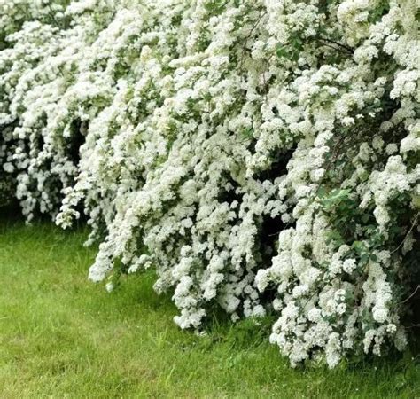 Bridal Wreath Spirea (Vanhoutte Spirea) | Spiraea x vanhouttei | CANADA