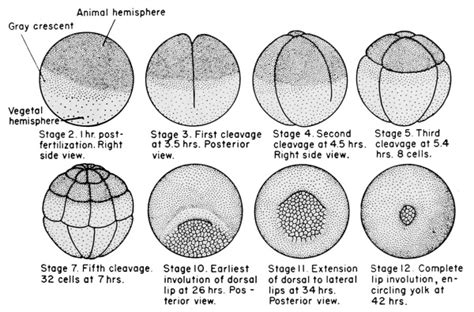 Development of Frog-Embryonic Development