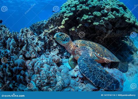 Sea Turtle Underwater on Blue Water Background Stock Photo - Image of wildlife, marine: 141916114