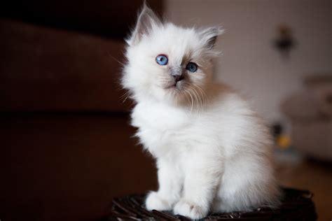 See the Cutest Cat Breeds as Kittens | Reader's Digest