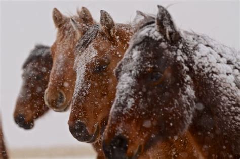 Snowy Horses