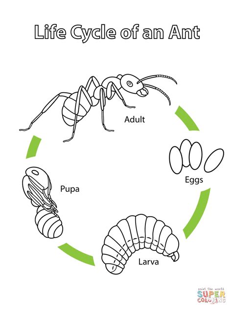 ant life cycle stages - Kathe Mccauley