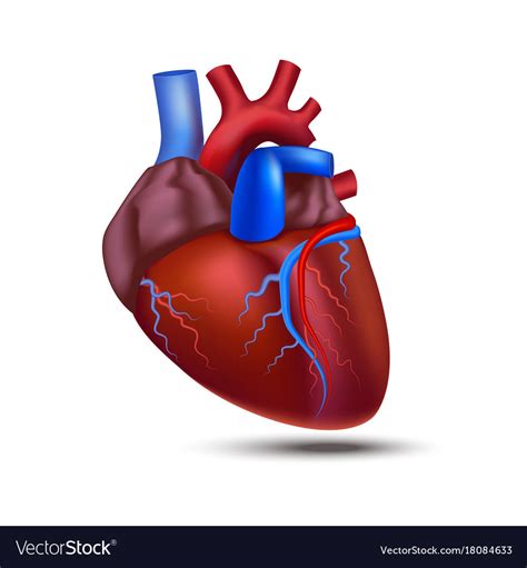 Realistic detailed 3d human anatomy heart Vector Image