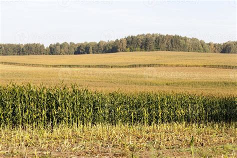 corn harvest, field 9773781 Stock Photo at Vecteezy