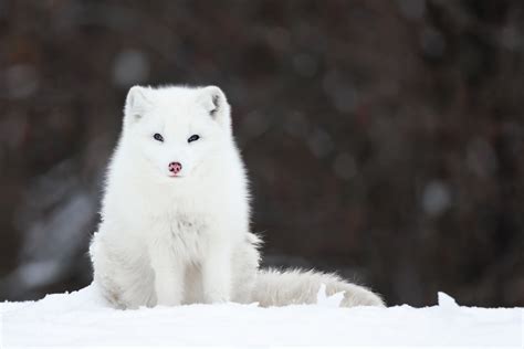 Tundra Biome Animals