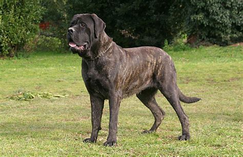 Mastiff | Description, Size, & Facts | Britannica