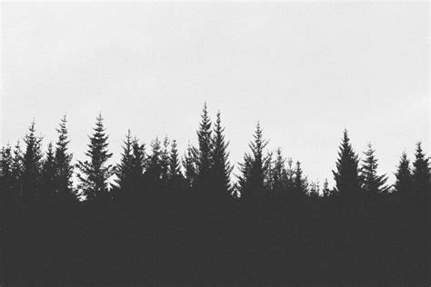 Picalls.com | Silhouette of trees at dusk by Unknown. | Tree silhouette tattoo, Forest ...