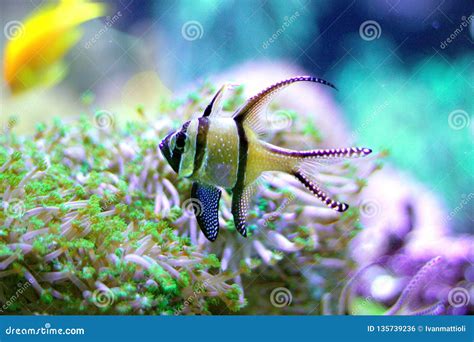 Banggai Cardinalfish in a Seawater Aquarium Stock Photo - Image of atlantic, plunge: 135739236