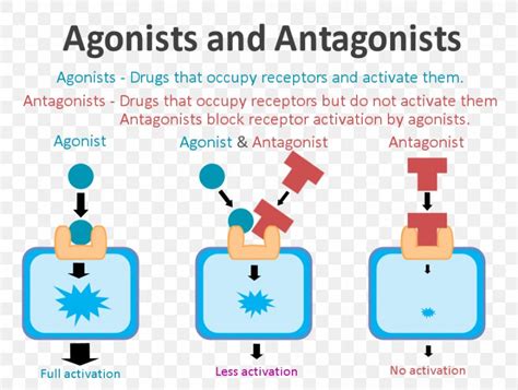 Receptor Antagonist Agonist-antagonist Dopamine, PNG, 900x680px, Watercolor, Cartoon, Flower ...