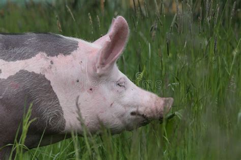 434 Pig Head Side View Photos - Free & Royalty-Free Stock Photos from Dreamstime