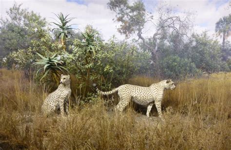 Cheetah Habitat Diorama