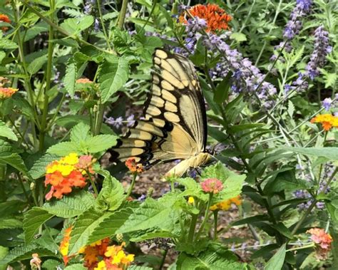 Growing a Butterfly Garden - Flower Magazine