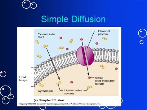 Membrane Dynamics Cell membrane structures and functions Membranes