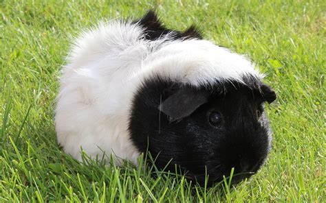 Black And White Guinea Pig Names - 250 Awesome Ideas For Naming Your Guinea Pigs