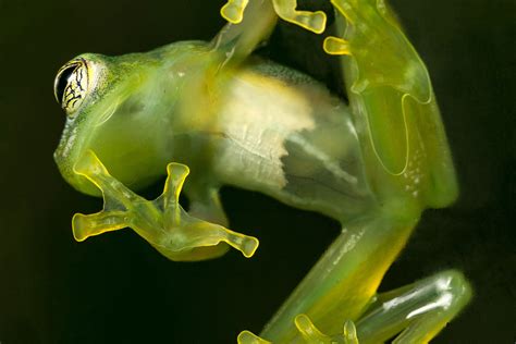 Glass frogs reappear in Bolivia after 18 years - CGTN