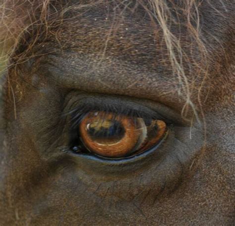 Horse Eye Anatomy