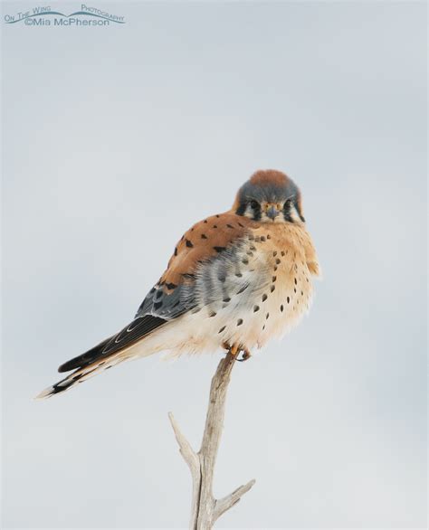 Male American Kestrel in low light - Mia McPherson's On The Wing Photography