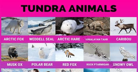 Tundra Biome Animals