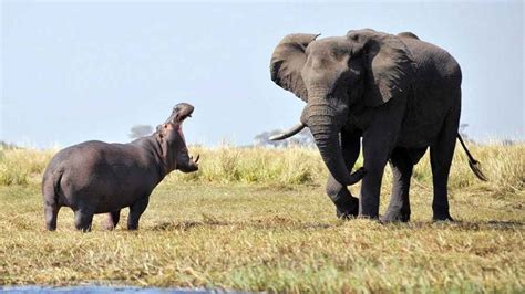 Elephant vs Hippo: Compared in Detail! • Support Wild