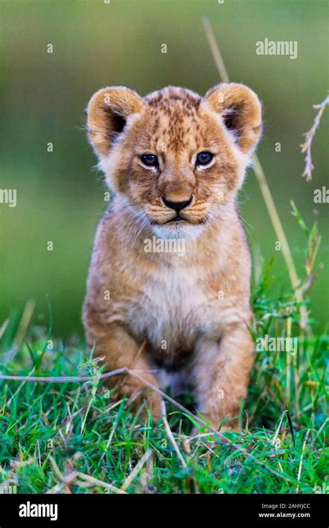 LIon cub playing Stock Photo - Alamy