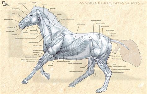 Horse Muscles Anatomy by DjWelch on DeviantArt