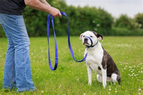 Training Lead Police Dog Style, 3 point, 2 metres, multi length and durable.