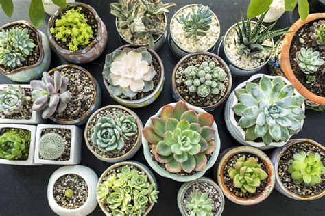 How to Propagate Succulents and Grow Your Indoor Garden