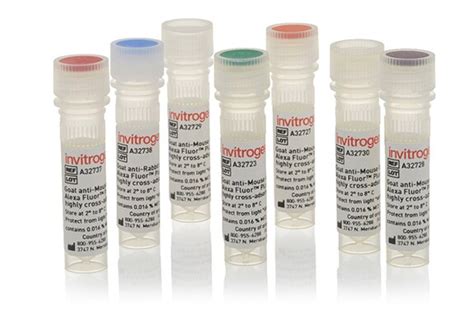 Antibodies for Western Blotting | Thermo Fisher Scientific - IN