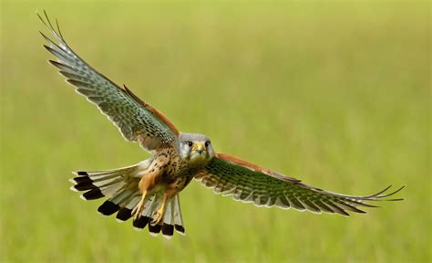 American kestrel flying HD wallpaper | Wallpaper Flare