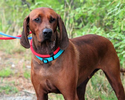 Redbone Coonhound | | Full Desktop Backgrounds