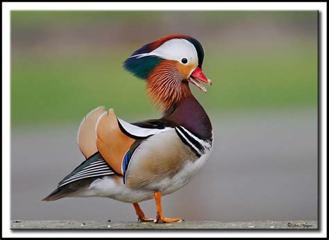 Mandarin Duck in breeding plumage | Flickr - Photo Sharing!