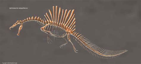 Spinosaurus Aegyptiacus Skeleton Study - Rushelle Kucala Art