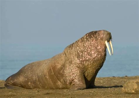 Walrus Behavior - AnimalBehaviorCorner