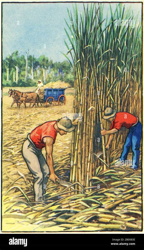 illustration of Queensland sugar cane farmers harvesting their crop, from a set of school ...