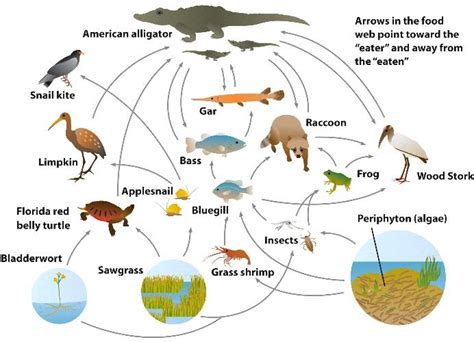 Everglades Ecosystem - Citations