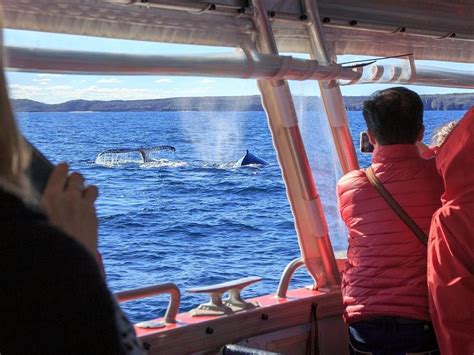 Jervis Bay Whale Watching Cruise - Dolphin Watch Cruises Reservations